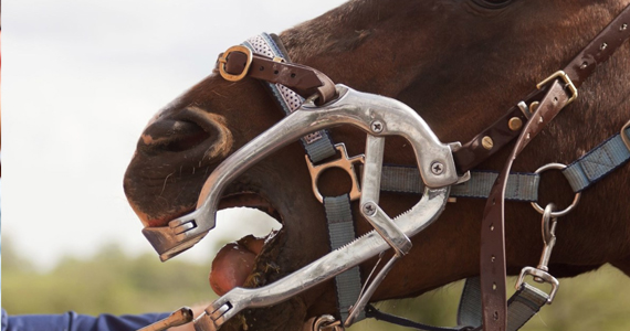 Veterinary Instruments